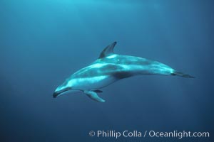 Pacific white sided dolphin, Lagenorhynchus obliquidens, San Diego, California