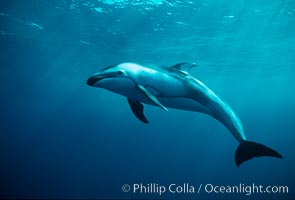 Pacific white sided dolphin, open ocean. San Diego, California, USA, Lagenorhynchus obliquidens, natural history stock photograph, photo id 00025