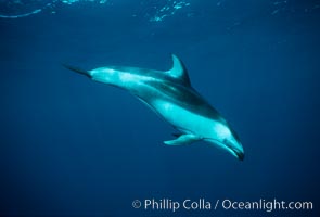 Pacific white sided dolphin, Lagenorhynchus obliquidens, San Diego, California