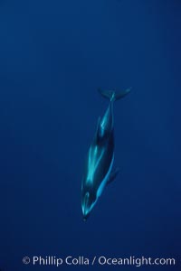 Pacific white sided dolphin, Lagenorhynchus obliquidens, San Diego, California