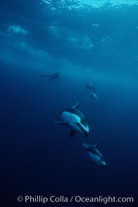 Pacific white sided dolphin, Lagenorhynchus obliquidens, San Diego, California