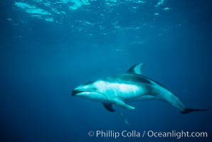 Pacific white sided dolphin, Lagenorhynchus obliquidens, San Diego, California