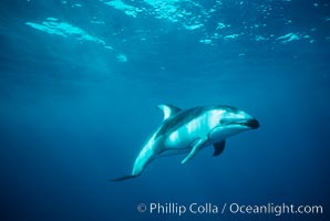 Pacific white sided dolphin, Lagenorhynchus obliquidens, San Diego, California