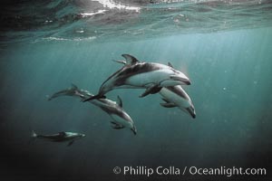 Pacific white sided dolphin, Lagenorhynchus obliquidens, San Diego, California