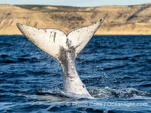 White Southern Right Whale Calf with fluke raised out of the water with the cliffs of Puerto Piramides in the distance. By permission of the Government of Argentina, Chubut, permit # 51 / 2025-SsCyA, Eubalaena australis