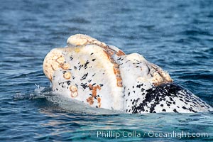 White southern right whale calf taking a breath at the ocean surface, Eubalaena australis, Puerto Piramides, Chubut, Argentina