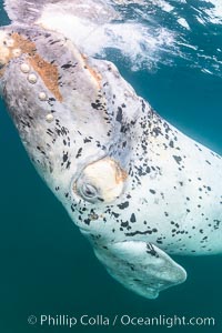 White southern right whale calf underwater, Eubalaena australis, Argentina, Eubalaena australis, Puerto Piramides, Chubut