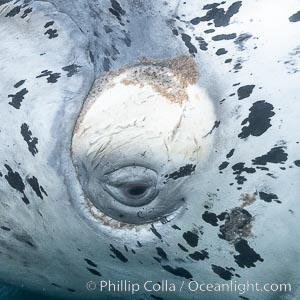 White southern right whale calf underwater, eyeball, Eubalaena australis, Argentina