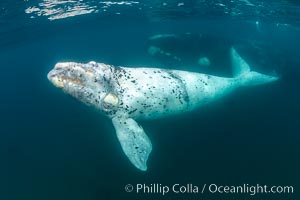 White southern right whale calf underwater, Eubalaena australis, Argentina, Eubalaena australis, Puerto Piramides, Chubut