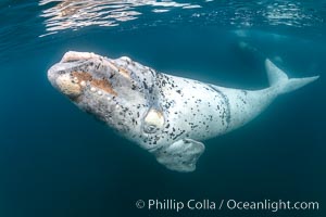 White southern right whale calf underwater, Eubalaena australis. About five per cent of southern right whales are born white due to a condition known as grey morphism and will gradually turn dark as they age.  They are not albino (which is a complete lack of pigmentation).  Sometimes referred to as 