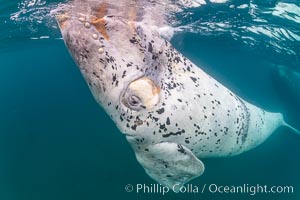 White southern right whale calf underwater, Eubalaena australis, Argentina, Eubalaena australis, Puerto Piramides, Chubut