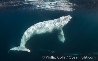 White southern right whale calf underwater, Eubalaena australis. About five per cent of southern right whales are born white due to a condition known as grey morphism and will gradually turn dark as they age.  They are not albino (which is a complete lack of pigmentation).  Sometimes referred to as "brindled", the white coloration is a recessive genetic trait and only lasts a few months.  Typically, but not always, white calves will become much darker as they mature but will still be somewhat lighter than normal even as adults, Eubalaena australis, Puerto Piramides, Chubut, Argentina