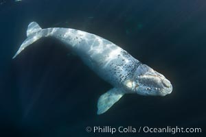 White southern right whale calf underwater, Eubalaena australis. About five per cent of southern right whales are born white due to a condition known as grey morphism and will gradually turn dark as they age.  They are not albino (which is a complete lack of pigmentation).  Sometimes referred to as "brindled", the white coloration is a recessive genetic trait and only lasts a few months.  Typically, but not always, white calves will become much darker as they mature but will still be somewhat lighter than normal even as adults, Eubalaena australis, Puerto Piramides, Chubut, Argentina