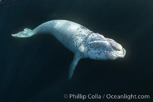 White southern right whale calf underwater, Eubalaena australis. About five per cent of southern right whales are born white due to a condition known as grey morphism and will gradually turn dark as they age.  They are not albino (which is a complete lack of pigmentation).  Sometimes referred to as "brindled", the white coloration is a recessive genetic trait and only lasts a few months.  Typically, but not always, white calves will become much darker as they mature but will still be somewhat lighter than normal even as adults, Eubalaena australis, Puerto Piramides, Chubut, Argentina