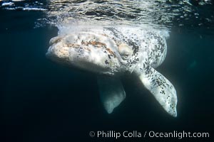 White southern right whale calf underwater, Eubalaena australis. About five per cent of southern right whales are born white due to a condition known as grey morphism and will gradually turn dark as they age.  They are not albino (which is a complete lack of pigmentation).  Sometimes referred to as "brindled", the white coloration is a recessive genetic trait and only lasts a few months.  Typically, but not always, white calves will become much darker as they mature but will still be somewhat lighter than normal even as adults, Eubalaena australis, Puerto Piramides, Chubut, Argentina