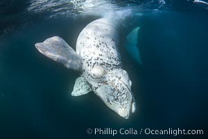 White southern right whale calf underwater, Eubalaena australis. About five per cent of southern right whales are born white due to a condition known as grey morphism and will gradually turn dark as they age.  They are not albino (which is a complete lack of pigmentation).  Sometimes referred to as "brindled", the white coloration is a recessive genetic trait and only lasts a few months.  Typically, but not always, white calves will become much darker as they mature but will still be somewhat lighter than normal even as adults, Eubalaena australis, Puerto Piramides, Chubut, Argentina