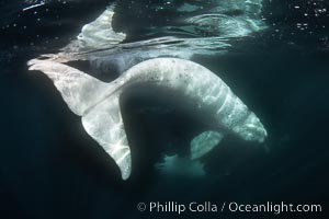 White southern right whale calf underwater, Eubalaena australis. About five per cent of southern right whales are born white due to a condition known as grey morphism and will gradually turn dark as they age.  They are not albino (which is a complete lack of pigmentation).  Sometimes referred to as "brindled", the white coloration is a recessive genetic trait and only lasts a few months.  Typically, but not always, white calves will become much darker as they mature but will still be somewhat lighter than normal even as adults, Eubalaena australis, Puerto Piramides, Chubut, Argentina