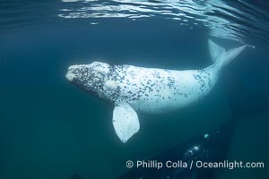 White southern right whale calf underwater, Eubalaena australis. About five per cent of southern right whales are born white due to a condition known as grey morphism and will gradually turn dark as they age. They are not albino (which is a complete lack of pigmentation). Sometimes referred to as "brindled", the white coloration is a recessive genetic trait and only lasts a few months. Typically, but not always, white calves will become much darker as they mature but will still be somewhat lighter than normal even as adults. By permission of the Government of Argentina, Chubut, permit # 51 / 2025-SsCyA, Eubalaena australis, Puerto Piramides