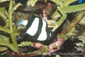 White-tailed damselfish, Dascyllus aruanus