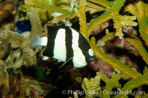 White-tailed damselfish, Dascyllus aruanus