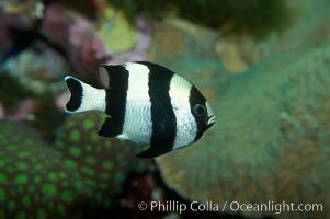 White-tailed damselfish, Dascyllus aruanus