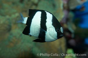 White-tailed damselfish, Dascyllus aruanus