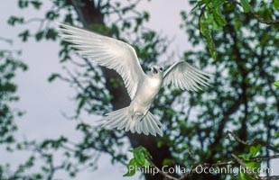White tern, Rose Atoll National Wildlife Refuge, Fairy tern, Gygis alba. Rose Atoll National Wildlife Sanctuary, American Samoa, USA, natural history stock photograph, photo id 00864