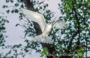 White tern, Rose Atoll National Wildlife Refuge, Fairy tern, Gygis alba, Rose Atoll National Wildlife Sanctuary