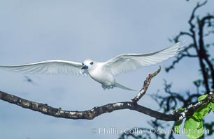White tern, Rose Atoll National Wildlife Refuge, Fairy tern, Gygis alba, Rose Atoll National Wildlife Sanctuary