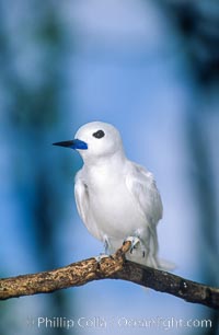 White tern, Rose Atoll National Wildlife Refuge, Fairy tern, Gygis alba, Rose Atoll National Wildlife Sanctuary