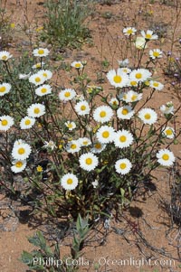 A springtime cluster of white tidy-tips, a common wildflower in teh Colorado Desert, Layia glandulosa, Joshua Tree National Park, California