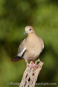 White-winged dove, Zenaida asiatica, Amado, Arizona