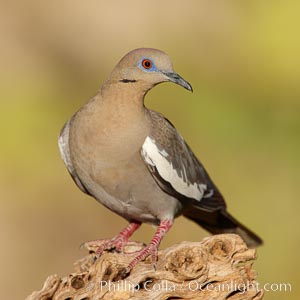 White-winged dove, Zenaida asiatica, Amado, Arizona