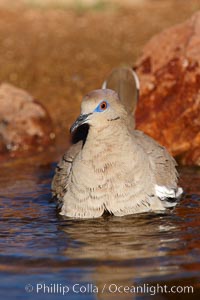 White-winged dove, Zenaida asiatica, Amado, Arizona