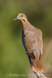 White-winged dove, Zenaida asiatica, Amado, Arizona