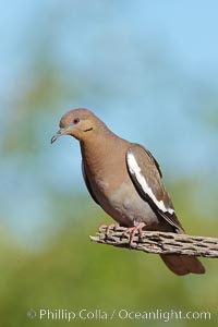 White-winged dove, Zenaida asiatica, Amado, Arizona