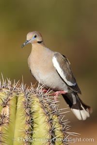 White-winged dove, Zenaida asiatica, Amado, Arizona