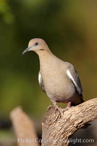 White-winged dove, Zenaida asiatica, Amado, Arizona