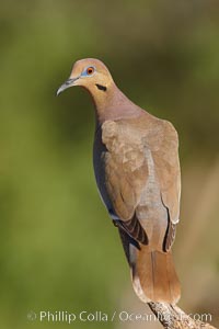 White-winged dove, Zenaida asiatica, Amado, Arizona