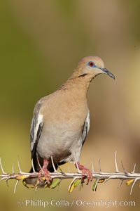 White-winged dove, Zenaida asiatica, Amado, Arizona