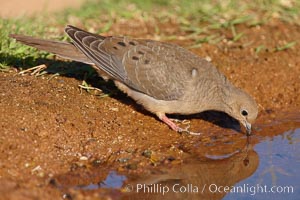 White-winged dove, Zenaida asiatica, Amado, Arizona