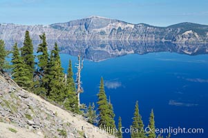 Whitebark pine, Crater Lake, Oregon. Due to harsh, almost constant winds, whitebark pines along the crater rim surrounding Crater Lake are often deformed and stunted, Pinus albicaulis, Crater Lake National Park