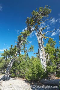 Whitebark pine, Crater Lake, Oregon. Due to harsh, almost constant winds, whitebark pines along the crater rim surrounding Crater Lake are often deformed and stunted.