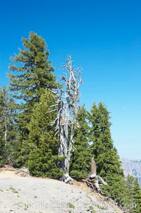 Whitebark pine, Crater Lake, Oregon. Due to harsh, almost constant winds, whitebark pines along the crater rim surrounding Crater Lake are often deformed and stunted, Pinus albicaulis, Crater Lake National Park