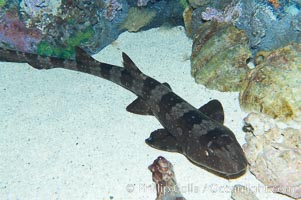 Whitespotted bamboo shark, Chiloscyllium plagiosum