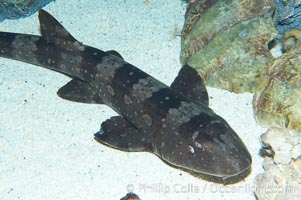 Whitespotted bamboo shark, Chiloscyllium plagiosum