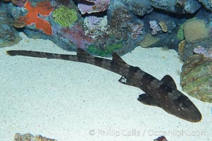 Whitespotted bamboo shark, Chiloscyllium plagiosum