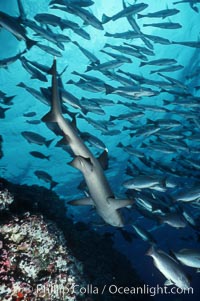 White-tip reef shark, Triaenodon obesus, Cocos Island