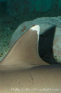 Whitetip reef shark showing distinctive white tip of dorsal fin, Triaenodon obesus