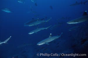 Reef whitetip sharks, Triaenodon obesus, Cocos Island